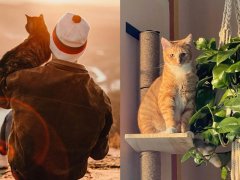 A split view of a cat owner holding their orange cat in their arms, and the orange cat looking straight into the camera