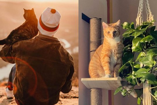 10 façons de montrer à votre chat que vous l'aimez.