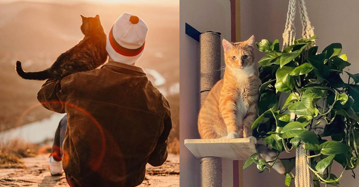 Vue divisée d'un propriétaire de chat tenant son chat orange dans ses bras, et le chat orange regardant droit dans la caméra