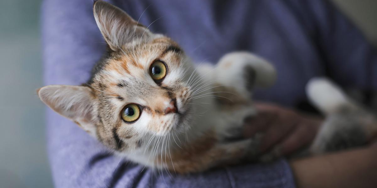 Une paire de mains de femmes berçant doucement un chat, illustrant un lien tendre et attentionné entre les humains et leurs compagnons félins.