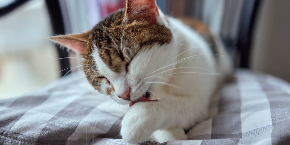 beau chat mignon léchant sa patte