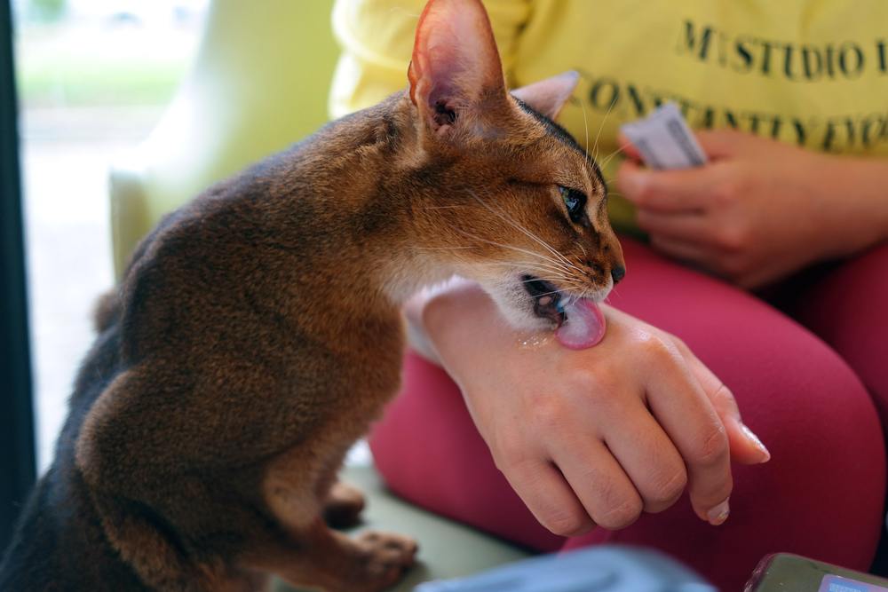 Le chat arrive et lèche la friandise pour chat