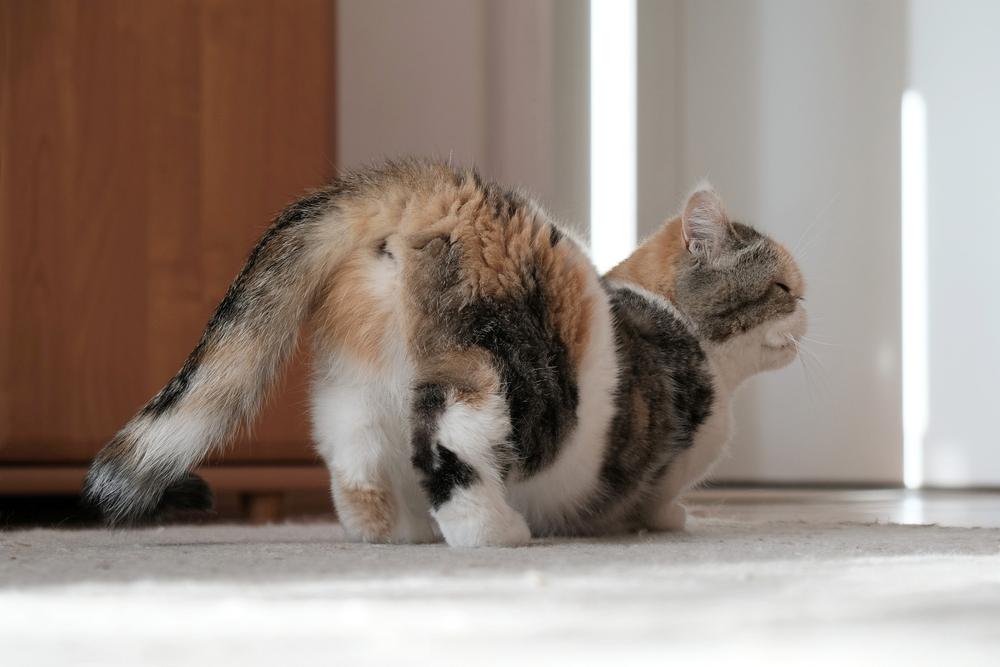 Image représentant une chatte en chaleur, montrant des signes d'agitation et un comportement accru dans le cadre de son cycle de reproduction.