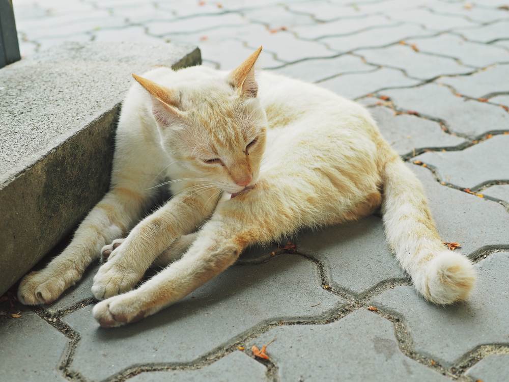 chat se lèche