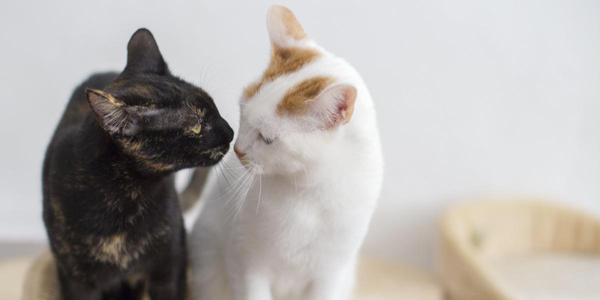 Moment attachant capturé alors que deux chats se regardent, reflétant la camaraderie, la curiosité et la connexion partagée entre les amis félins.