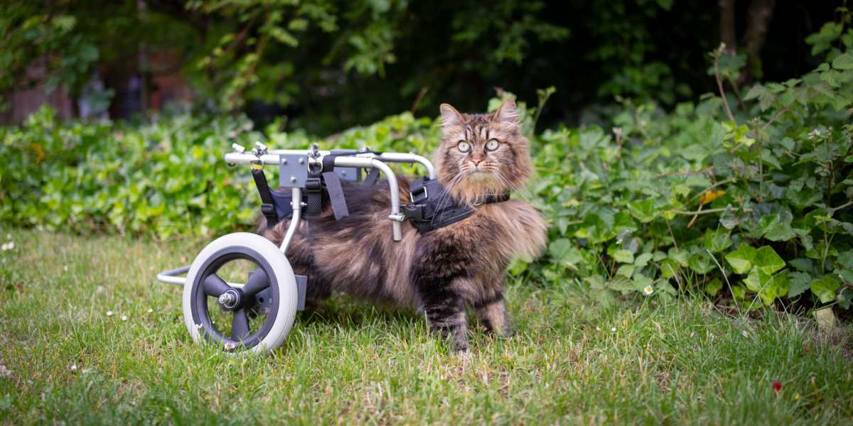 chat handicapé