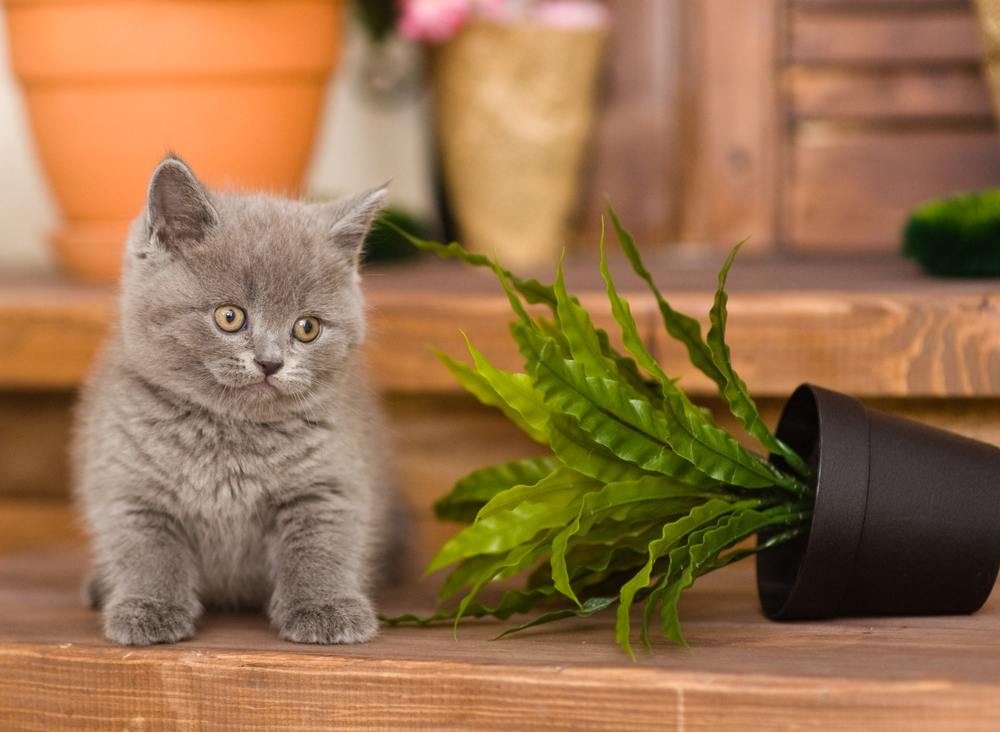 Un chaton joueur renversant un pot de fleurs, mettant en valeur l'adorable espièglerie d'un jeune félin.