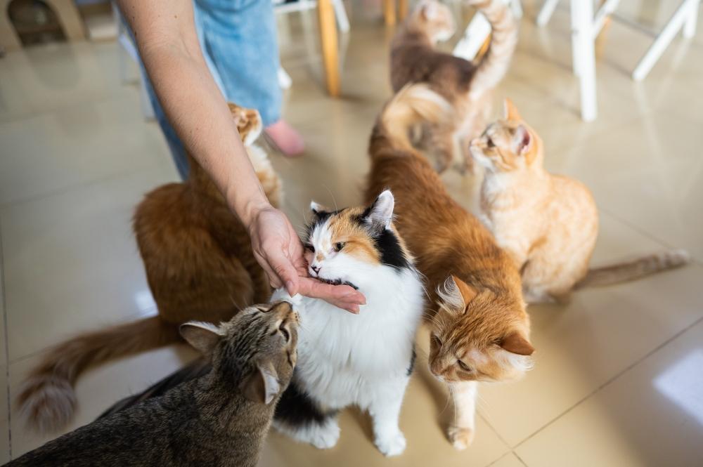 Des gens jouent joyeusement et interagissent avec des chats, illustrant des moments de plaisir, de lien et de bonheur partagé entre les humains et leurs amis félins.