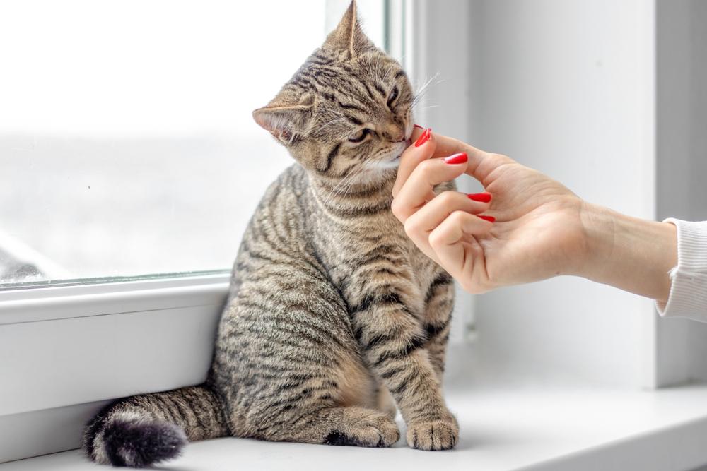 Une image d'un beau chat tigré, mettant en valeur son apparence adorable et attachante qui captive par son charme.