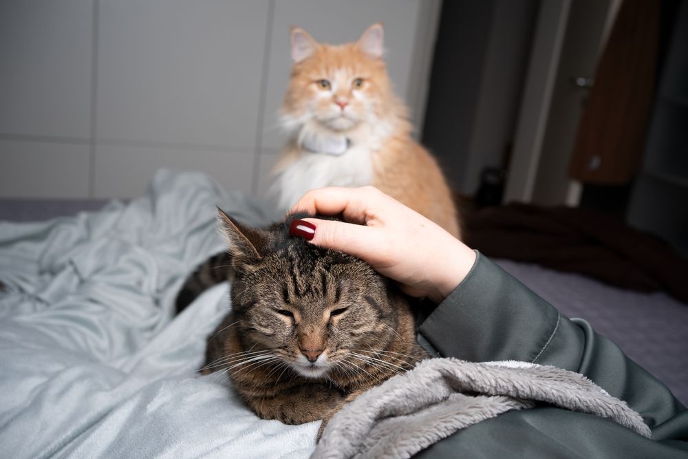 chat tigré caressé sur le lit par son propriétaire