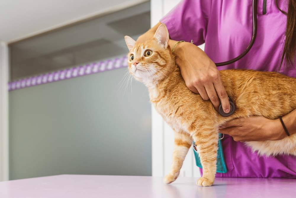 Une image représentant un vétérinaire effectuant un examen approfondi sur un chat, utilisant un stéthoscope pour écouter le rythme cardiaque du chat, démontrant ainsi des soins et une attention professionnels au bien-être de l'animal.