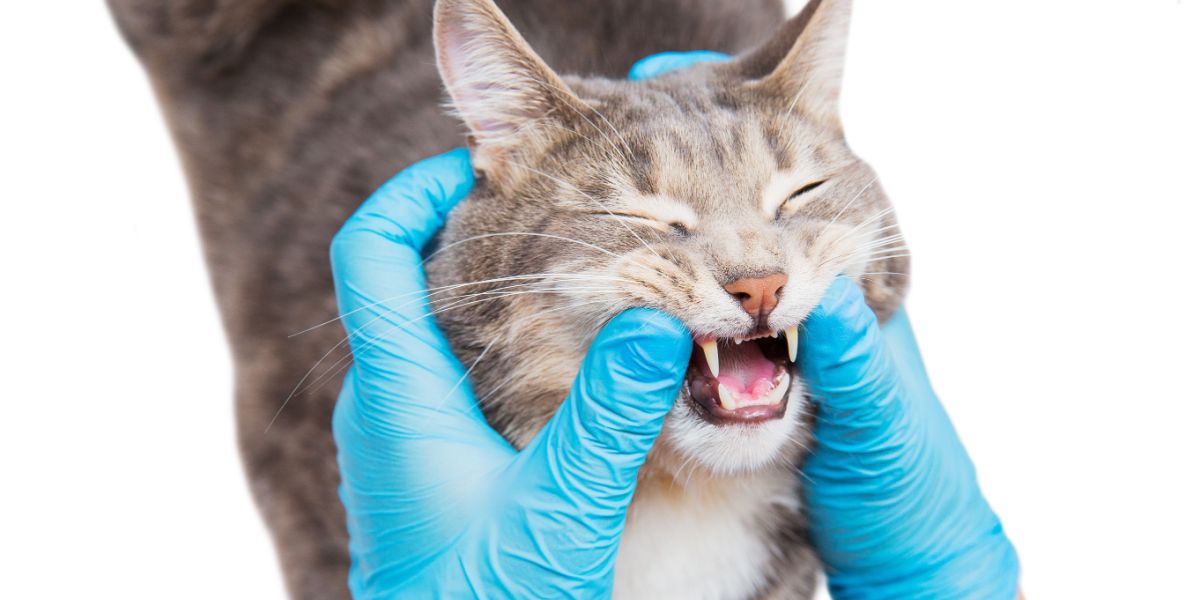 Le vétérinaire vérifie la bouche du chat