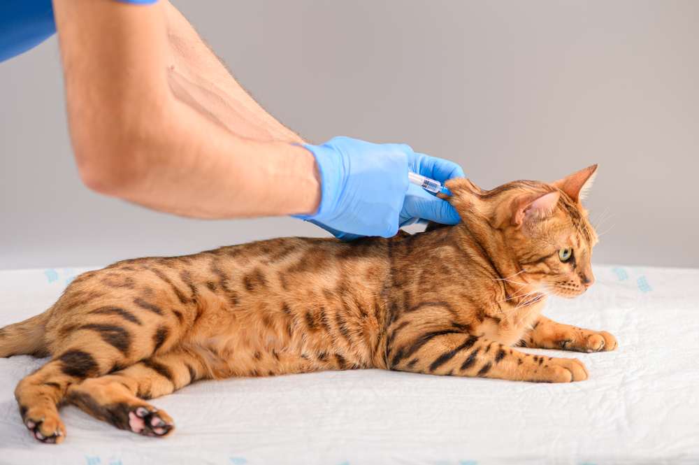 Un vétérinaire utilise une seringue pour vacciner un chat du Bengal