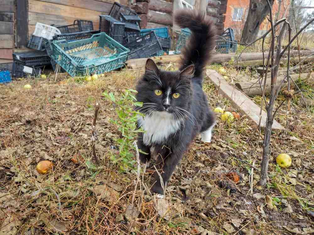 Un chat noir et blanc marche