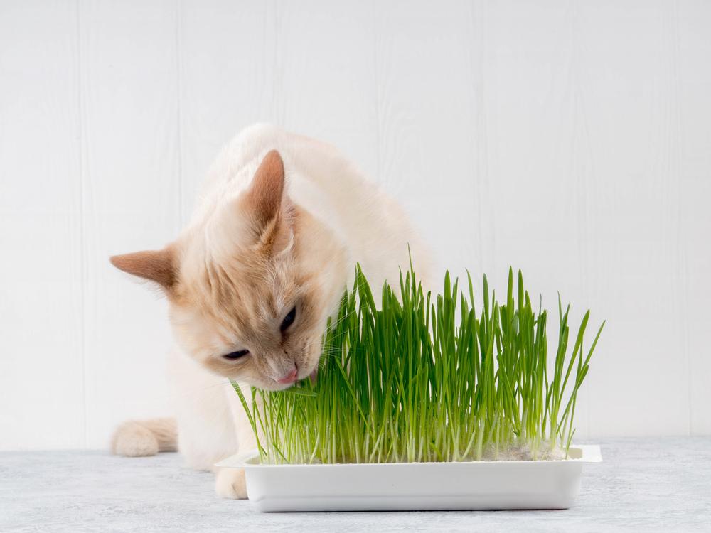 Un chat consommant joyeusement de l'herbe verte fraîche, mettant en valeur son comportement naturel d'ingérer des légumes verts pour faciliter la digestion et le bien-être.