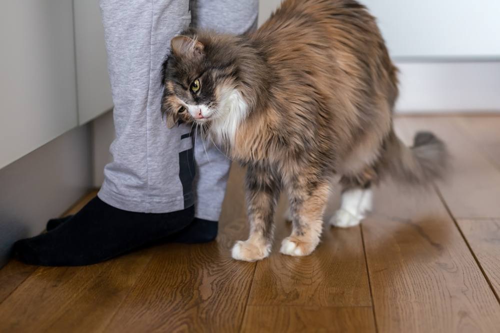 Un chat se frottant affectueusement contre les jambes d'un humain, affichant sa nature sociale et amicale à travers une interaction physique.