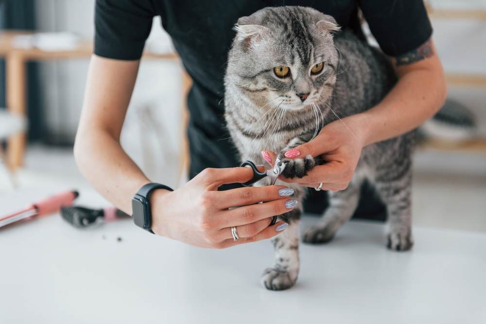 Vérification des ongles sur la patte