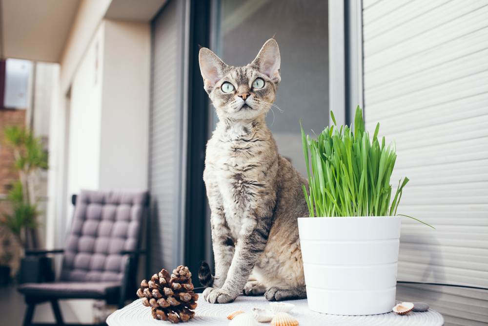 Le chat Devon Rex est assis