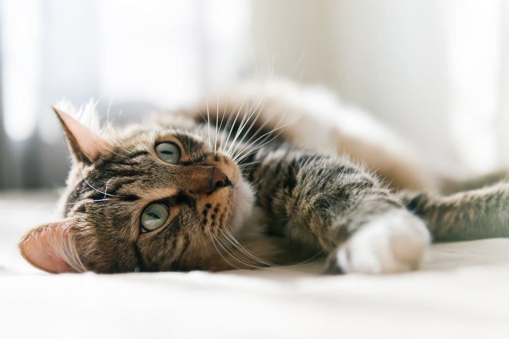 Une image sereine d'un chat gris se reposant paisiblement sur un lit, incarnant la détente et le contentement.