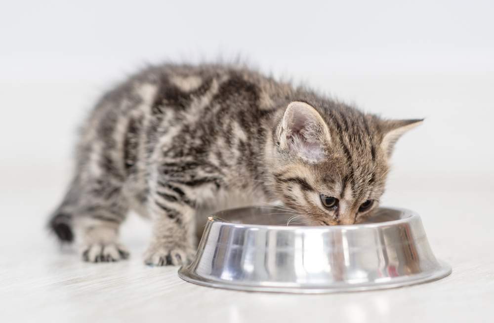 Un chaton mange de la nourriture dans son plat à la maison