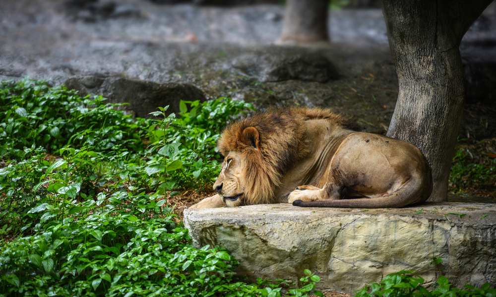 Une image sereine d'un lion endormi, dégageant la tranquillité et mettant en valeur les moments paisibles de la vie d'un animal sauvage.