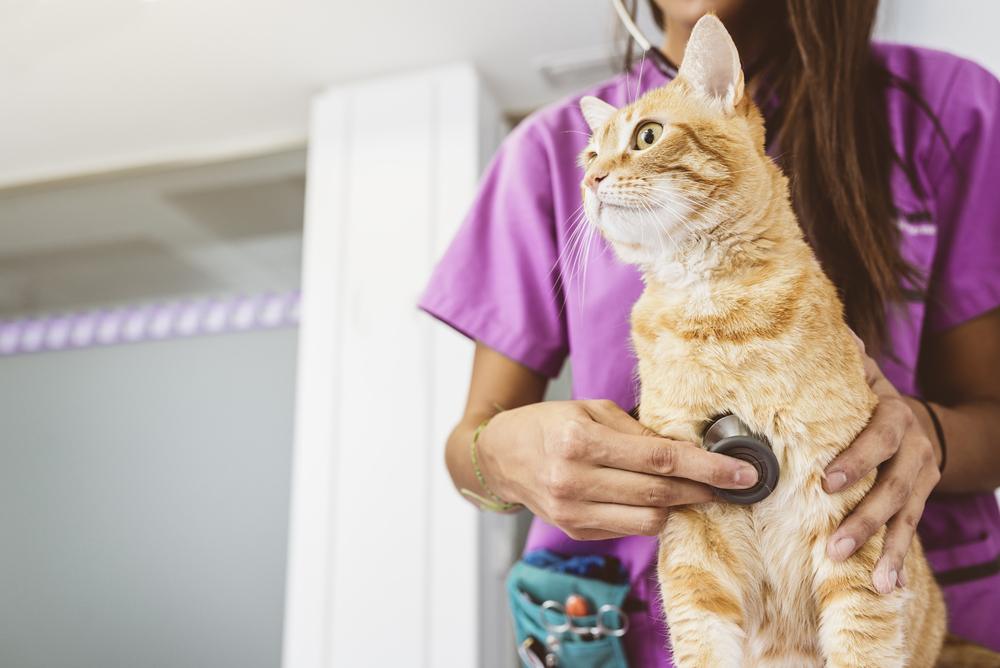 Le vétérinaire examine un joli chat