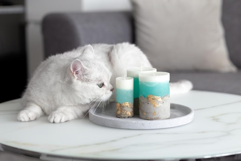 un chat britannique blanc dans une pièce, debout sur une table et reniflant curieusement des bougies, mettant en valeur sa nature curieuse.