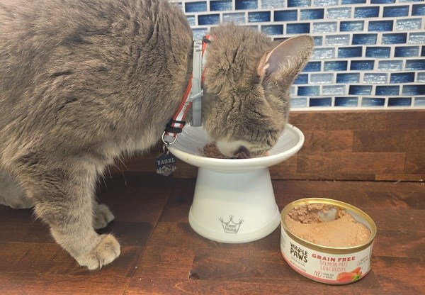 faire passer un chat à la nourriture humide pour chat