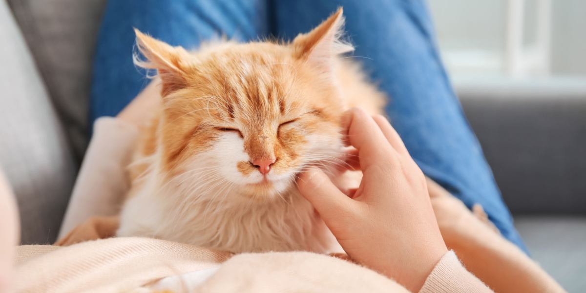 Femme avec un chat mignon à la maison