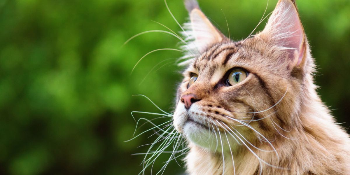 Une image mettant en valeur la présence frappante d'un chat Maine Coon tigré noir, avec sa fourrure majestueuse et ses marques tabby distinctives.