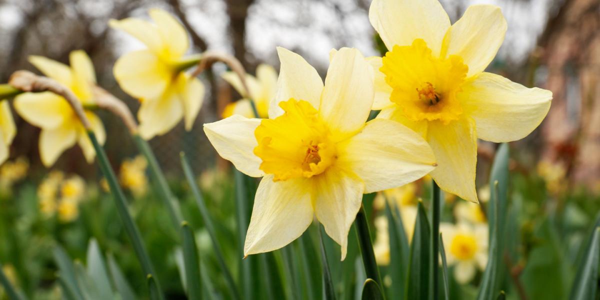 Des jonquilles vibrantes en pleine floraison, prospérant dans un jardin et ajoutant une touche de couleur au paysage.