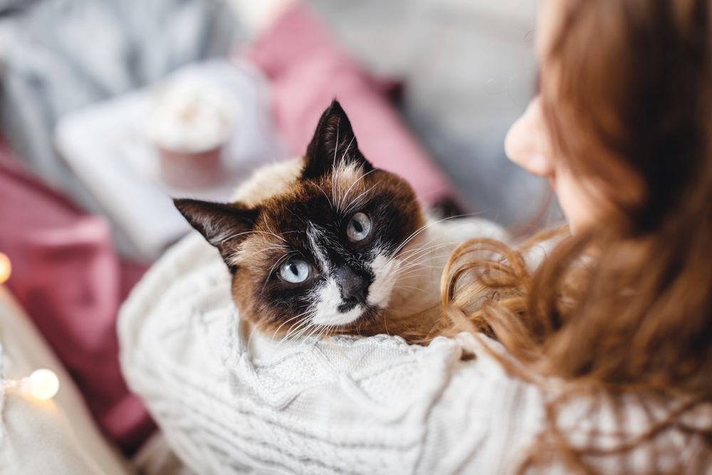 amener le chat à l'intérieur