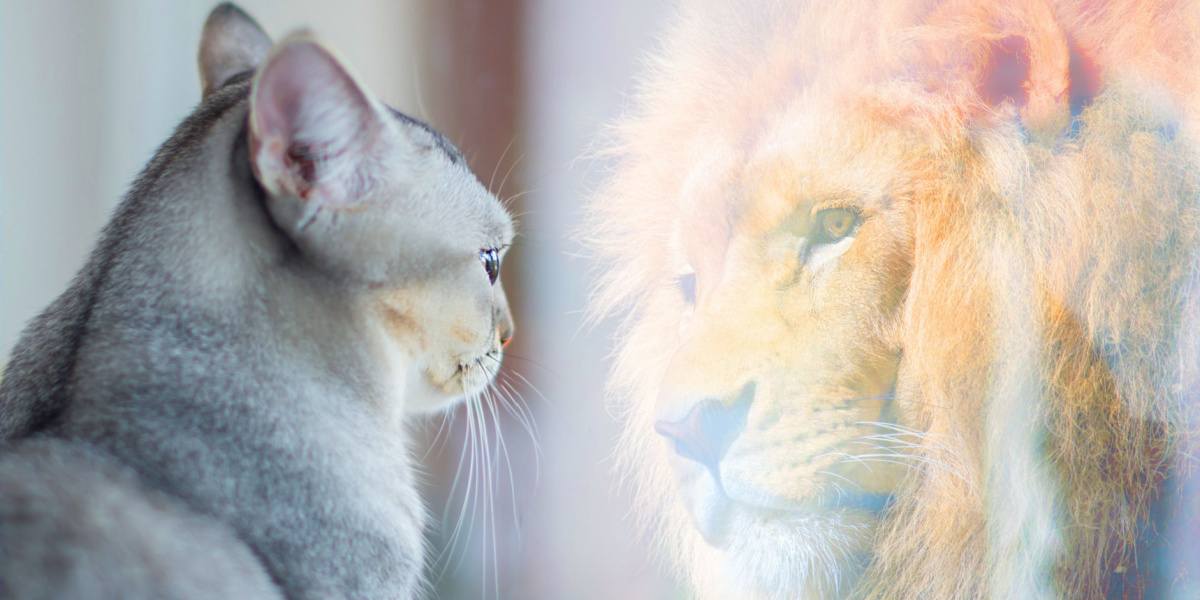 Une image captivante d'un chat domestique et d'un lion majestueux côte à côte, soulignant le contraste entre un petit animal domestique et un puissant homologue sauvage.