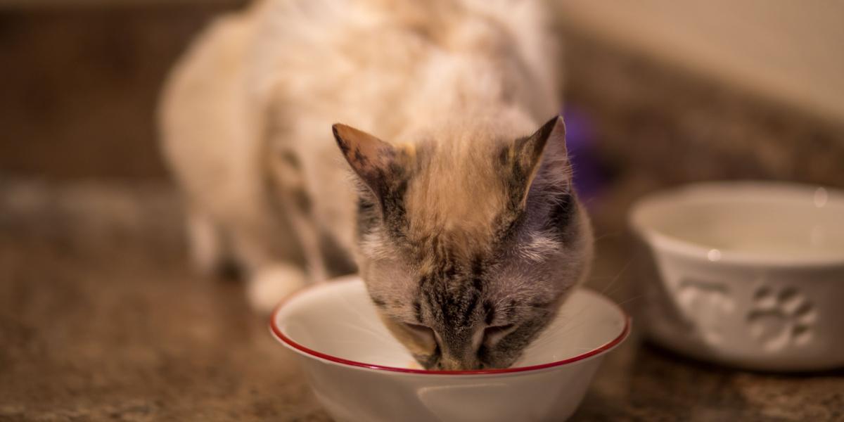 chat mangeant de la délicieuse nourriture molle