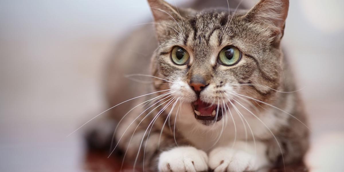 Un chat curieux avec le nez levé, activement engagé dans l'inhalation des odeurs dans son environnement, mettant en valeur le sens aigu de l'odorat qui joue un rôle essentiel dans la perception du monde par un chat.