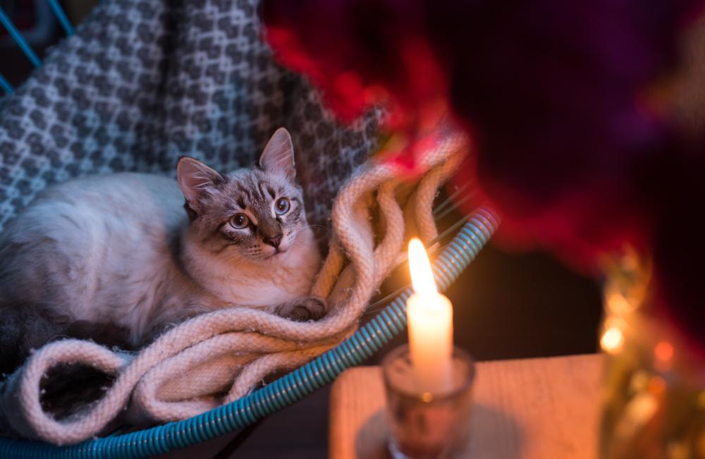 un chat sur une couverture, regardant avec curiosité la lueur vacillante des bougies, créant une ambiance chaleureuse et confortable.