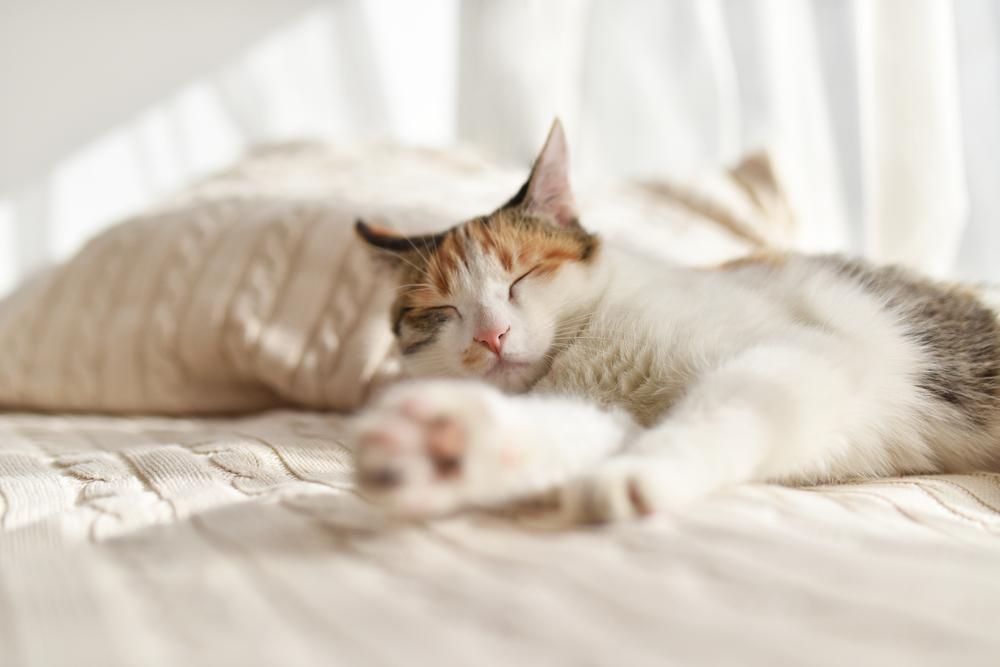 Une image capturant un chat dans un sommeil profond et paisible