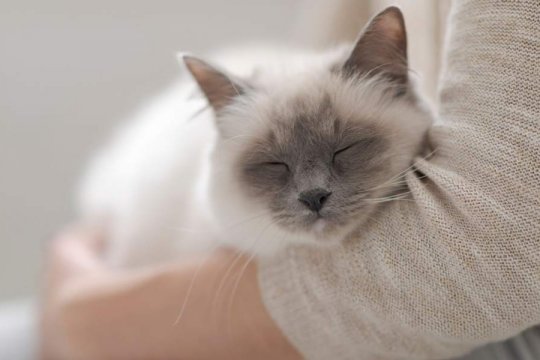 Comment aider un chat souffrant d'anxiété de séparation