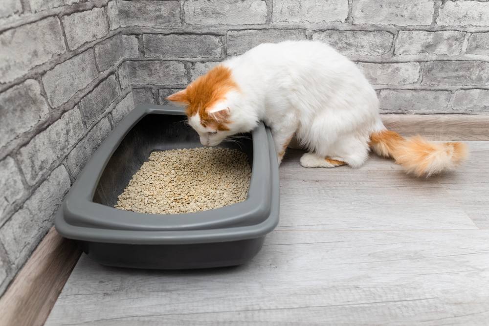 Chat domestique regardant la litière.