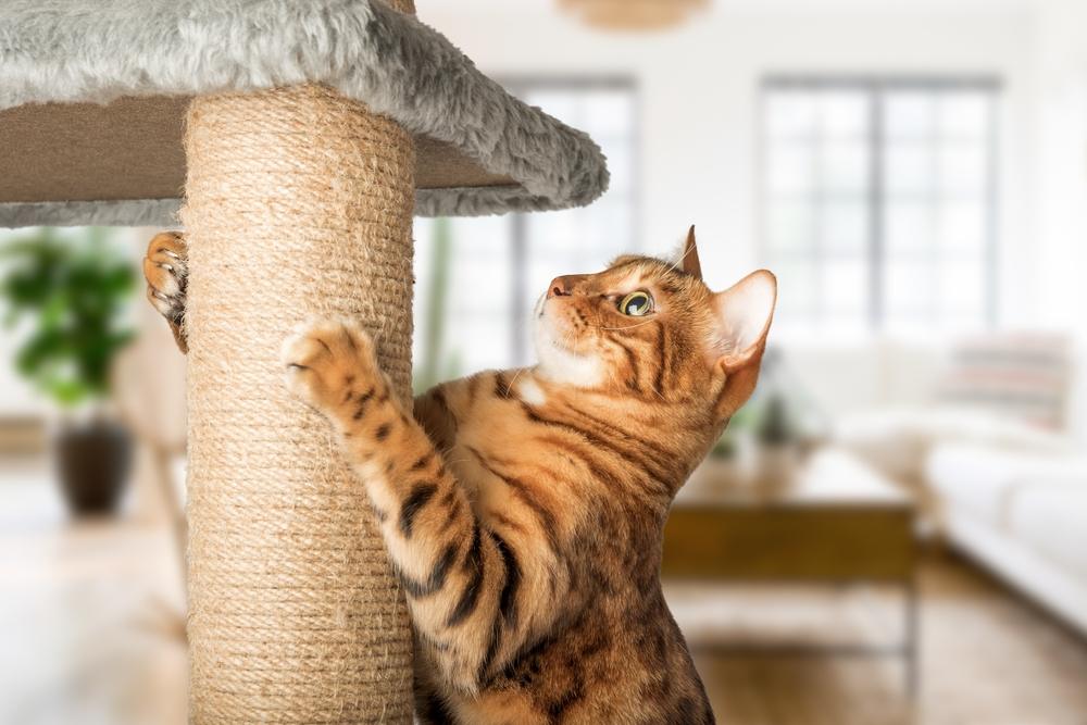 chat roux avec un poteau à chat