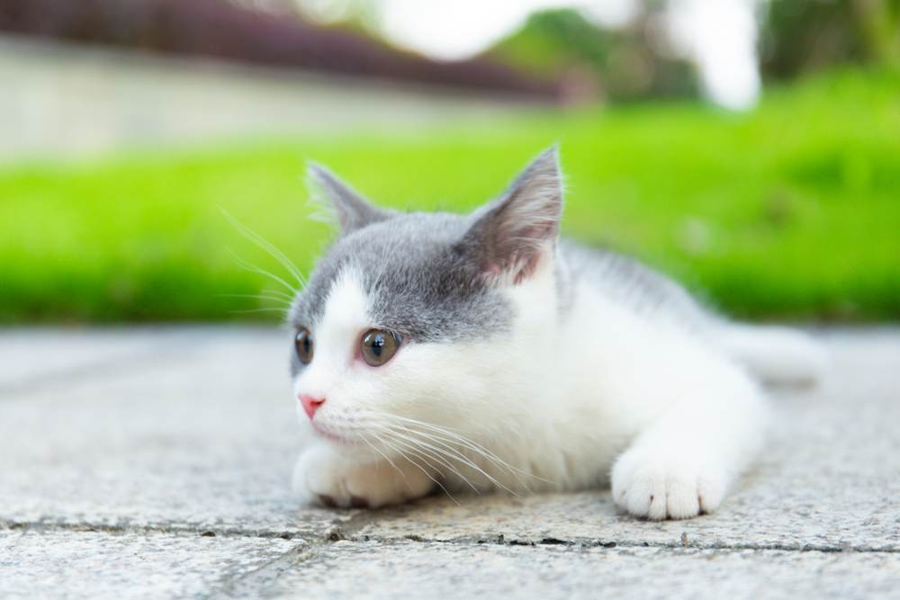 des chatons accroupis sur le sol en béton