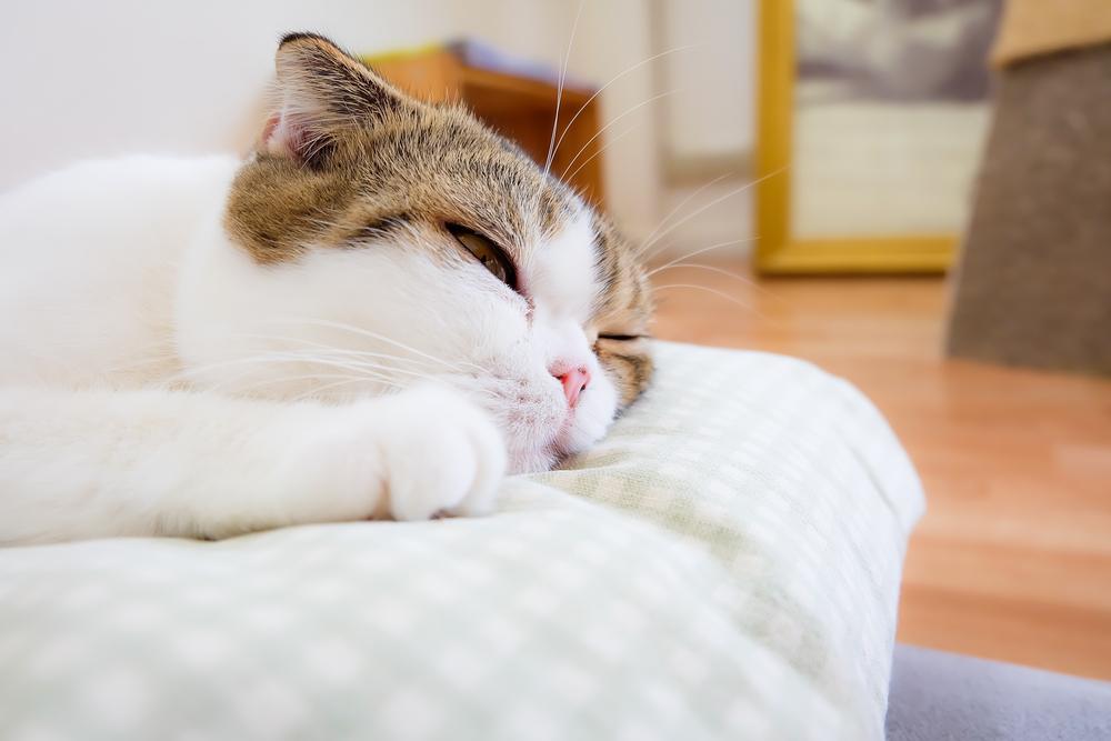 Un chat léthargique au repos avec des niveaux d'énergie réduits, indiquant potentiellement un problème de santé ou un besoin de repos et de soins.