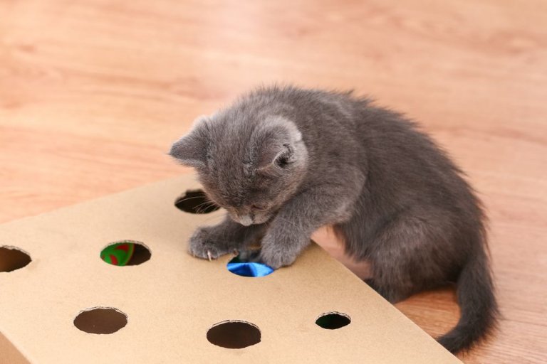 Comment parler aux chats 7 façons de le faire
