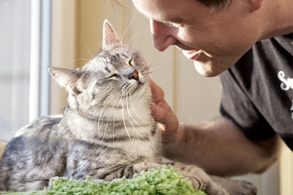 homme frotte un chat