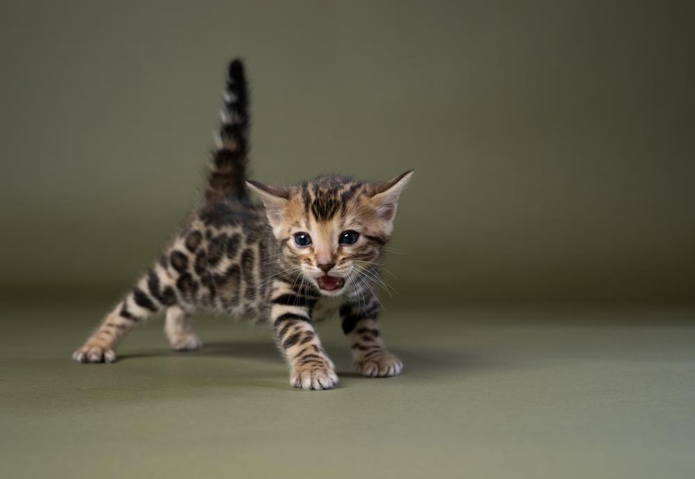 petit chaton du bengale qui miaule