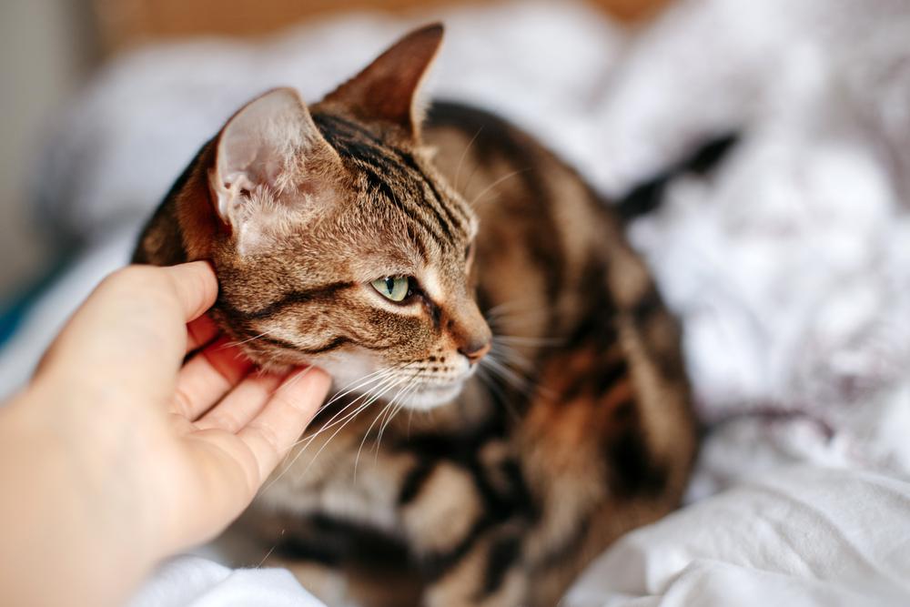 Une image informative mettant en évidence les signes de stress chez les chats, présentant des visuels de comportements et d'expressions courants liés au stress, encourageant les spectateurs à mieux comprendre et prendre soin du bien-être de leurs compagnons félins.