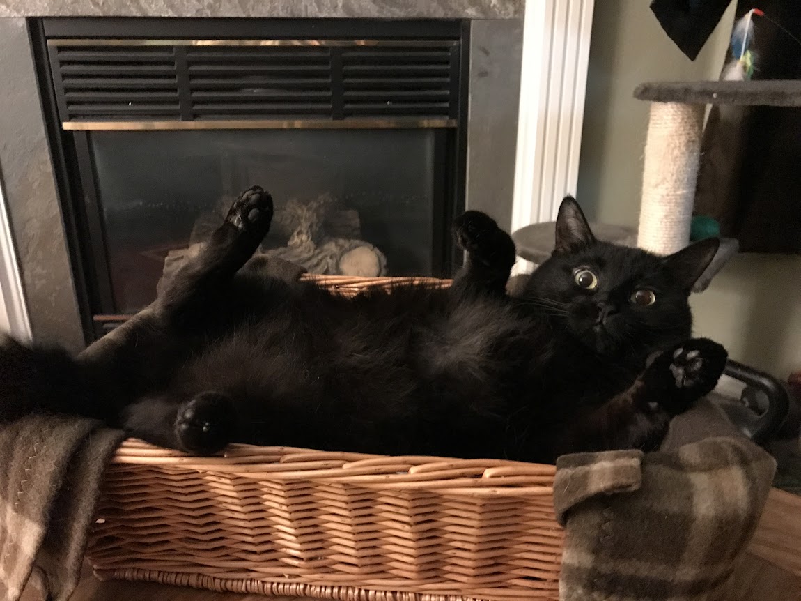 De mignons chats noirs sont allongés dans une position étrange avec les pattes en l'air.