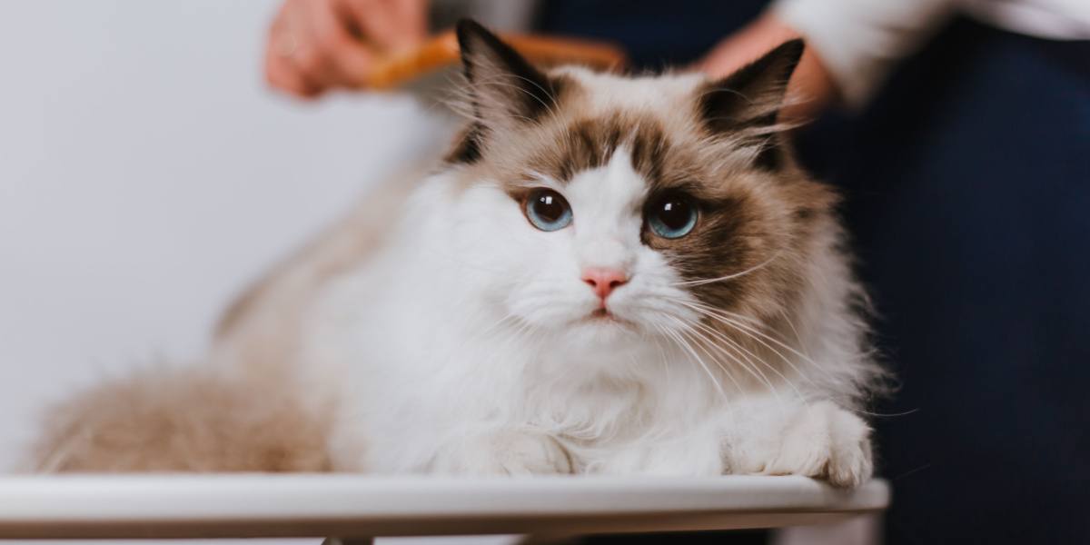 Image d'une femme peignant un chat Ragdoll, démontrant les soins et l'attention que ces félins affectueux méritent