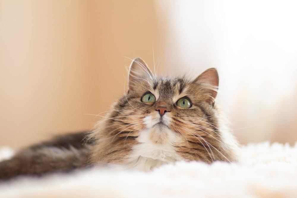 Une image capturant le charme juvénile d'un chat sibérien roux et duveteux, mettant en valeur son pelage vibrant et son expression attachante.