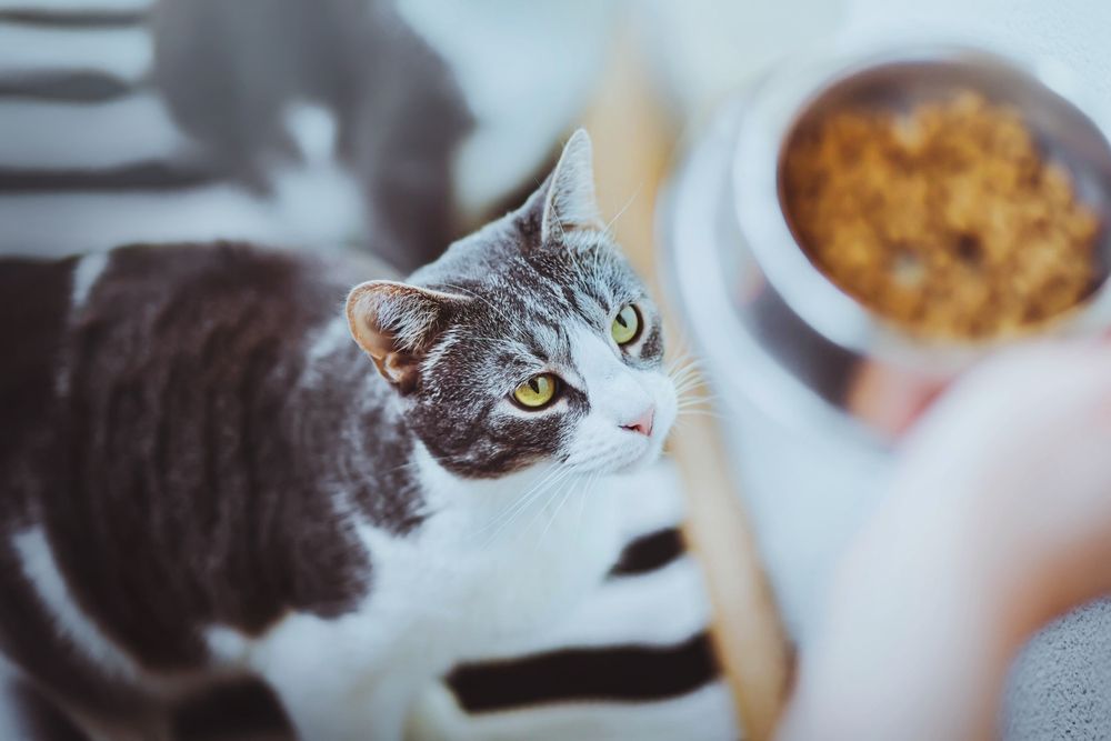 Adorable chat domestique rayé aux yeux jaunes regardant un bol de nourriture